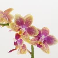 Orchidee